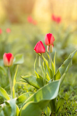 Red tulips blooming in early spring in green grassの写真素材