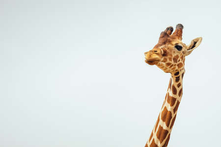 A close up shot of a cute giraffe head on a white backgroundの写真素材