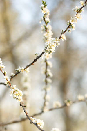 Several branches of cherry blossoms in white with soft blur overlaping during springの写真素材