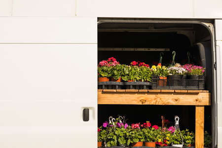 Flower plant - pelargonium and petunia - being transported in a van to a farmers market by a farmerの写真素材