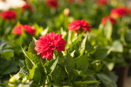 Red dahlias growing in a flowerpot in a nursery, a greenhouseの写真素材