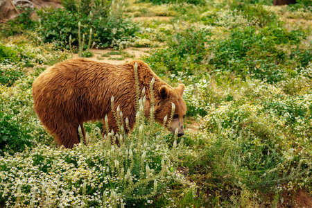 Brown bear looking for food, hunting in Eurupe, an enclosed zoo space, meadowの写真素材