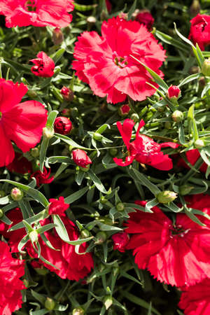 Red dianthus or pinks growing and blooming in a plant nurseryの写真素材