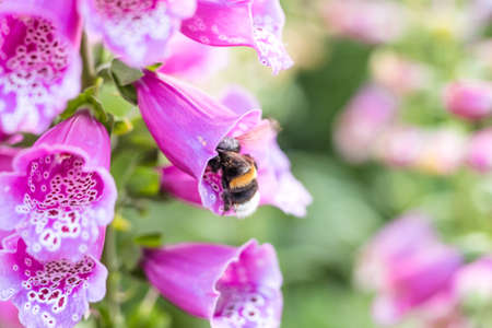 Bumblebee pollinating a perennial flower delphinium or larkspur using its unique method buzz pollinationの写真素材