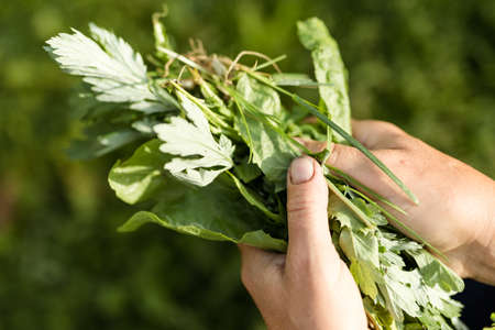 Gardener holding weeds pulled out from a flowerbed. Weeding garden. High quality photoの写真素材