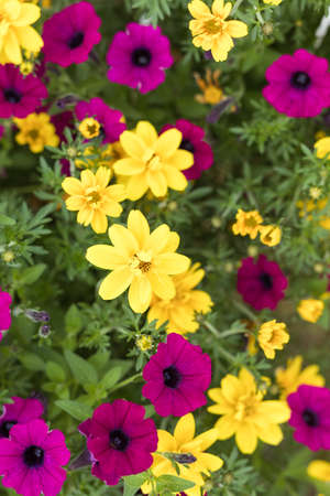 Pink petunia growing in a flowerpot in a nursery, a greenhouseの写真素材