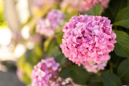 Pink hydrangea shrub blooming in the summer in Turkeyの写真素材