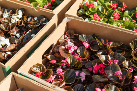 Wax begonia plants put in boxes ready to sell, grown in a nurseryの写真素材