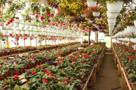 Large flower greenhouse, plant nursery with potted various flowers and hanging basketsの写真素材