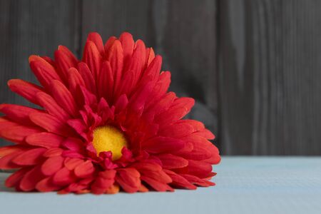 red flower on a wooden backgroundの写真素材