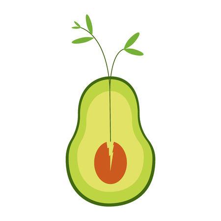 Avocado flat. Sprouting plant. Healthy food. Nature. Life in the plant. White backgroundのイラスト素材