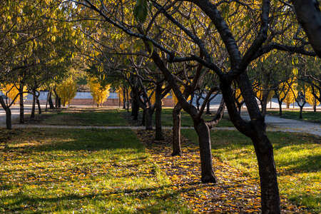 Retiro park in the city of Madrid. Spainの写真素材