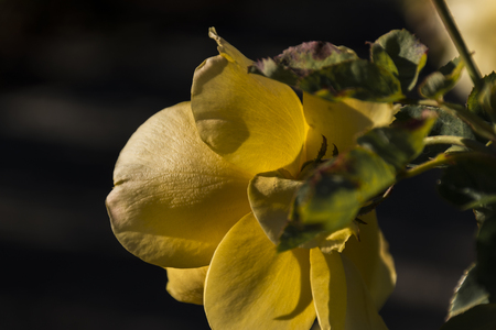 Yellow rose in the Retiro park in the city of Madrid. Spainの写真素材