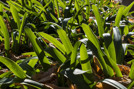 Nature background with texture of yellow leaves mantle on the groundの写真素材