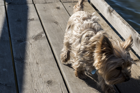 blond yorkshire on wooden walkway in the marsh of La Fonda. Elche, Spainの写真素材