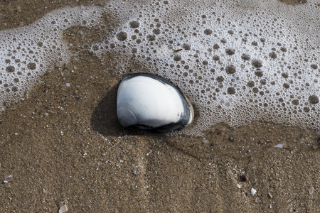 mollusk shell on the beach sand