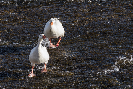 Couple of geese in the riverの写真素材