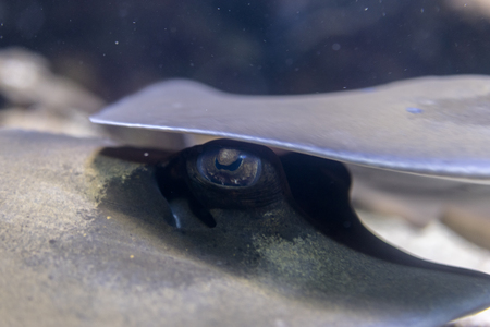 Close-up view of the eye of a reef stingray. Body with blue dots that camouflage in the reef, macro underwater photographyの写真素材