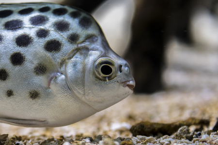 Close-up view of the eye of a reef fish. Silver body with black circles. macro underwater...