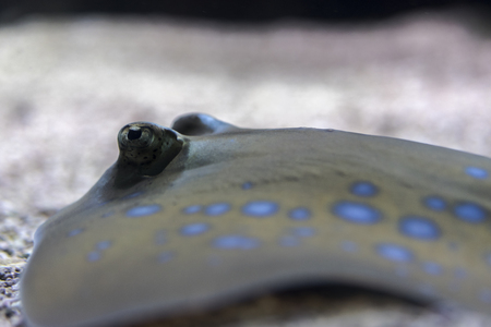 Close-up view of the eye of a reef stingray. Body with blue dots that camouflage in the reef. macro underwater photographyの写真素材