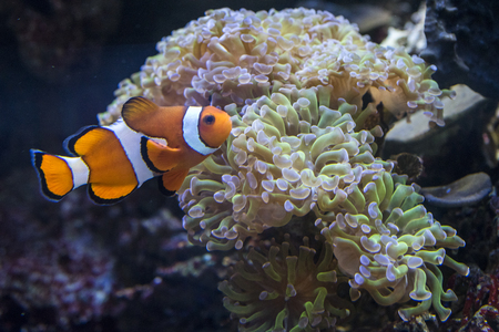 Close up view of a clown fish near an anemone, this fish is immune to the poison of the anemone, macro underwater photographyの写真素材