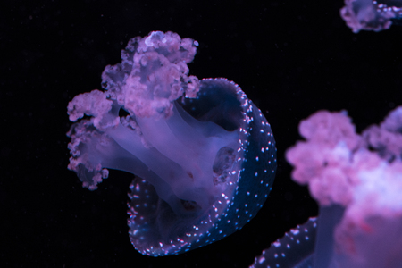 Close up view of a sea jellyfish. Blue bell with white dots, end of the pink tentacles, macro underwater photographyの写真素材