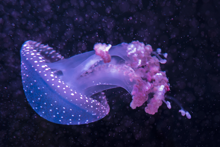 Close up view of a sea jellyfish. Blue bell with white dots, end of the pink tentacles, macro underwater photographyの写真素材