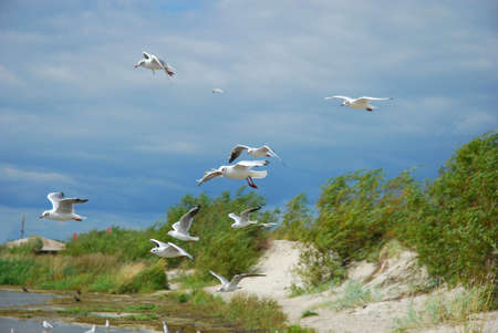 group of seagulls flying at the seaの写真素材