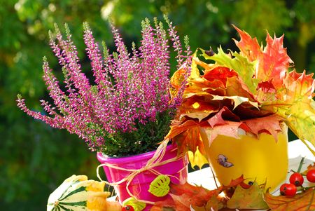 pot of pink  heather flowers in autumn gardenの写真素材