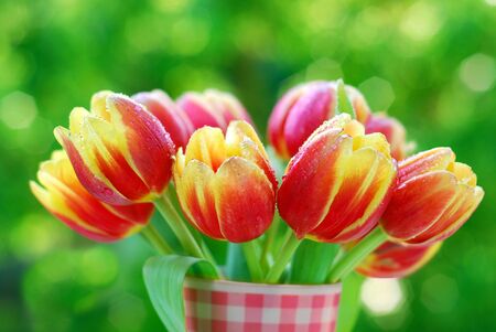 bunch of red-yellow tulips in the vase on green garden`s backgroundの写真素材