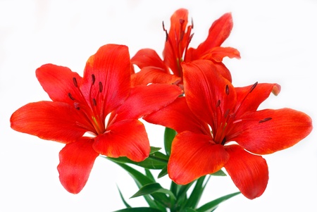 bunch of burgundy red tiger lily isolated on whiteの写真素材