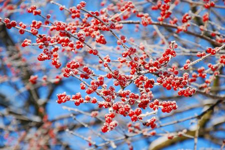 beautiful rime on winter tree with red berries の写真素材