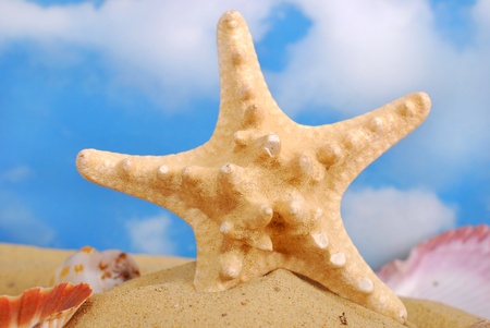 starfish on the beach against blue skyの写真素材