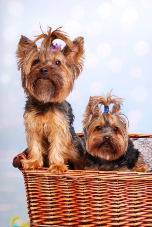 two lovely Yorkshire dogs sitting in wicker basket and looking at the camera の写真素材