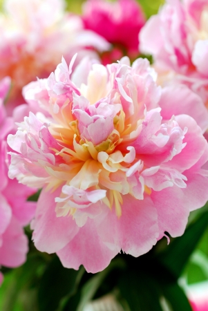 closeup of beautiful pink peony in the gardenの写真素材