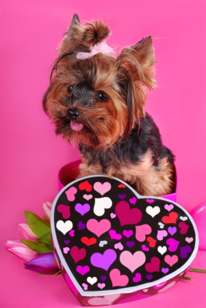 lovely yorkshire terrier dog sitting in heart shape box on pink backgroundの写真素材