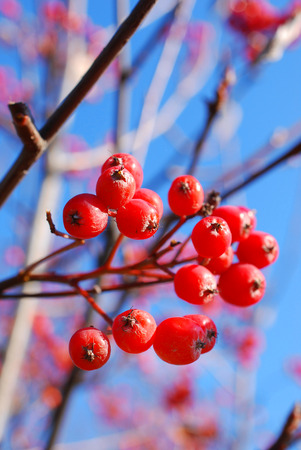 red viburnum berries on a branch of autumn treeの写真素材
