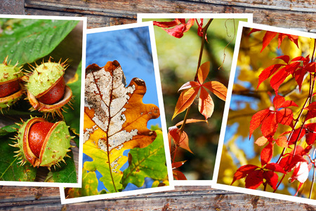 beautiful autumn images collection on wooden background