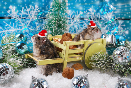 two little hamsters in santa hats waiting for christmas in winter sceneryの写真素材