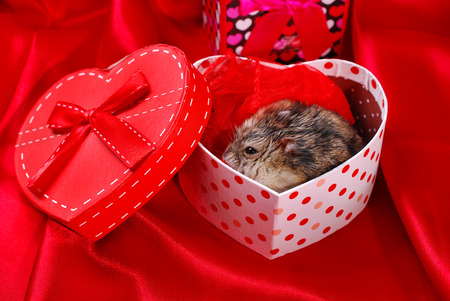 little hamster sitting in heart shaped gift box as valentine`s present on red backgroundの写真素材