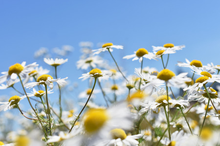 summer meadow full of camomile flowers against blue sky with empty space for textの写真素材