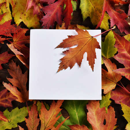 square autumn background with colorful maple leaves and blank card for own text