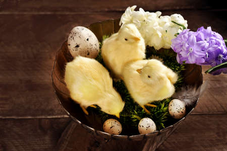 Easter still life with cute three chickens in vintage metal bowl on wooden table