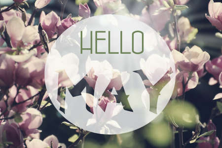 Hello May background with beautiful spring magnolia tree with blossoms in vintage styleの写真素材