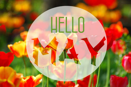 Hello May background with a field of colorful tulipsの写真素材