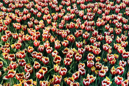 field full of spring tulips in red white and yellow colors-top viewの写真素材