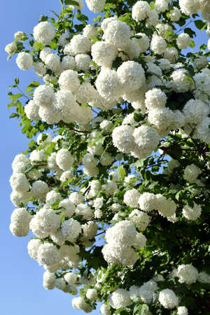 blooming shrub of Viburnum Opulus with white snowball flowers in the garden