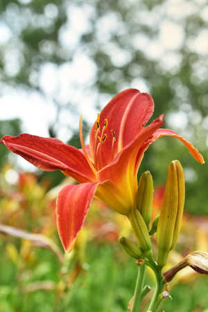 Beautiful asiatic lily in orange color in the gardenの写真素材