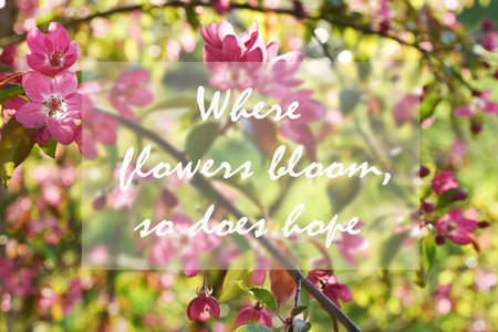 Spring quote text on the background with pink blossom tree branches in the gardenの写真素材