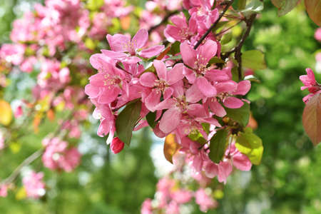 Flowering branch of the Heavenly pink apple treeの写真素材